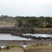  The Serengeti, TZ